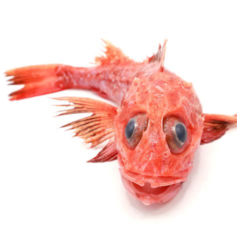 红龍魚